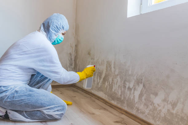 Licensed Mold Remediation service in Crystal Beach, FL - WQB Mold Removal
