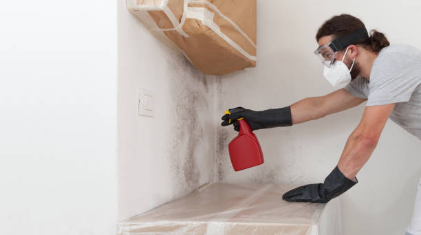 Professional Mold Remediation technician working in Crystal Beach, FL